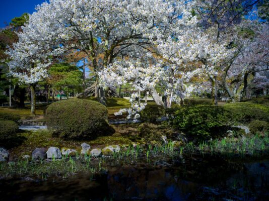 Kenrokuens Cherry Blossom Garden, Kanazawa Japan