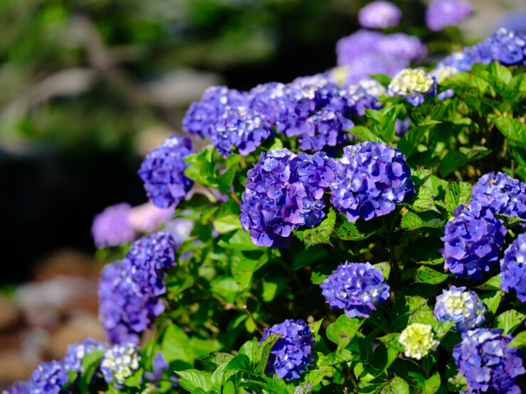 Vibrant purple hydrangeas adorn tranquil Shinto shrine.