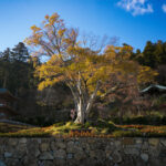 Vibrant autumn foliage in tranquil Japanese garden.