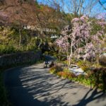 Serene cherry blossom garden pathway, tranquil natural retreat.