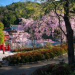 Tranquil cherry blossom Japanese garden with pagoda.