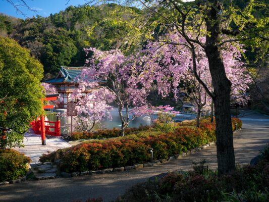 Tranquil cherry blossom Japanese garden with pagoda.