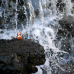 Clownfish Amid Waterfall Cascade Nature Marvel