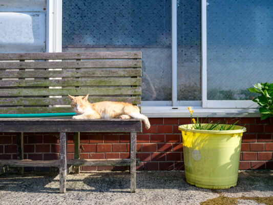 Tranquil garden nook with relaxed cat