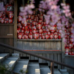 Daruma doll display outside Japanese temple with cherry blossoms.
