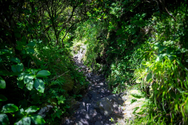 Lush Forest Trail on Mount Hachijo-Fuji, Tokyo Islands