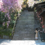 Serene cherry blossom-framed staircase at Japanese temple.