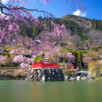 Tranquil Japanese temple pond, cherry blossoms blooming.