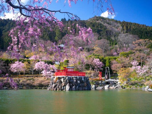 Tranquil Japanese temple pond, cherry blossoms blooming.