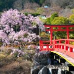 Tranquil Japanese garden oasis, cherry blossoms, red bridge