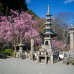 Tranquil Japanese pagoda garden blooming cherry blossoms.