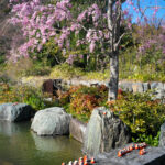 Tranquil Japanese Zen garden oasis, cherry blossoms.