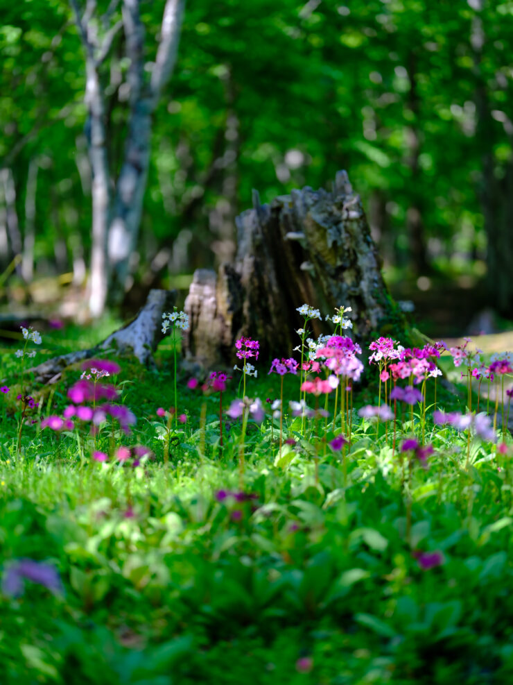 Primrose Wildflowers Carpet Forest Spring Scene