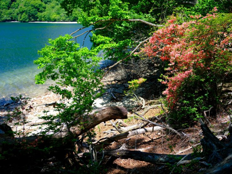 Tranquil Springtime River Scenery, Lush Forest Blooms