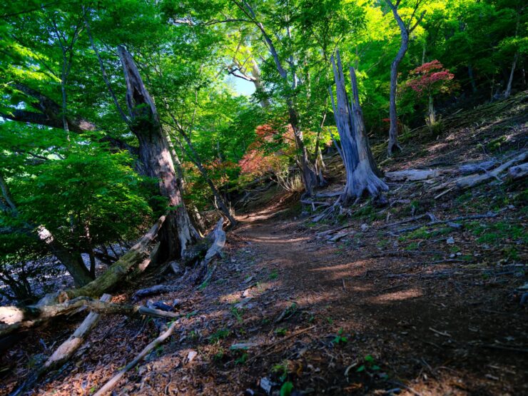 Peaceful woodland hiking trail through lush green forest canopy.