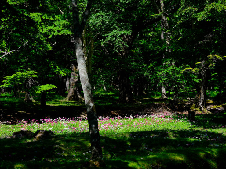 Lush Green Forest Trail, Vibrant Wildflowers