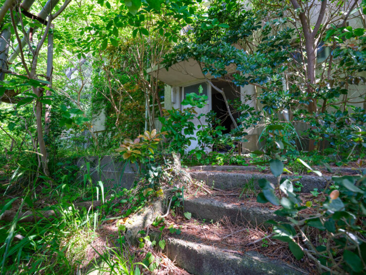 Abandoned Structure Engulfed by Lush Greenery