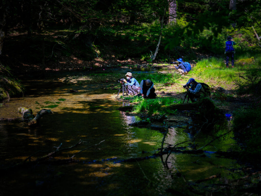 Serene stream nature exploration experience.
