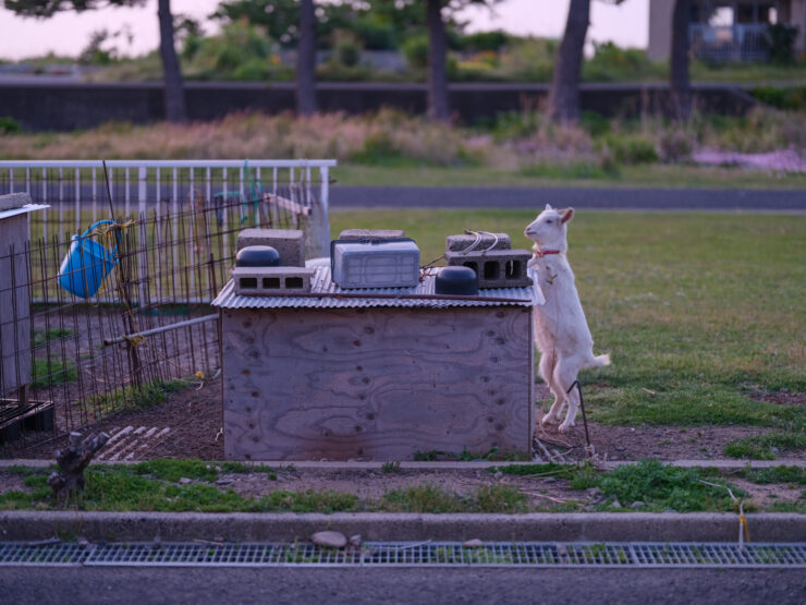 Temporary outdoor animal housing setup.