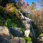 Tranquil cherry blossom garden waterfall scene.