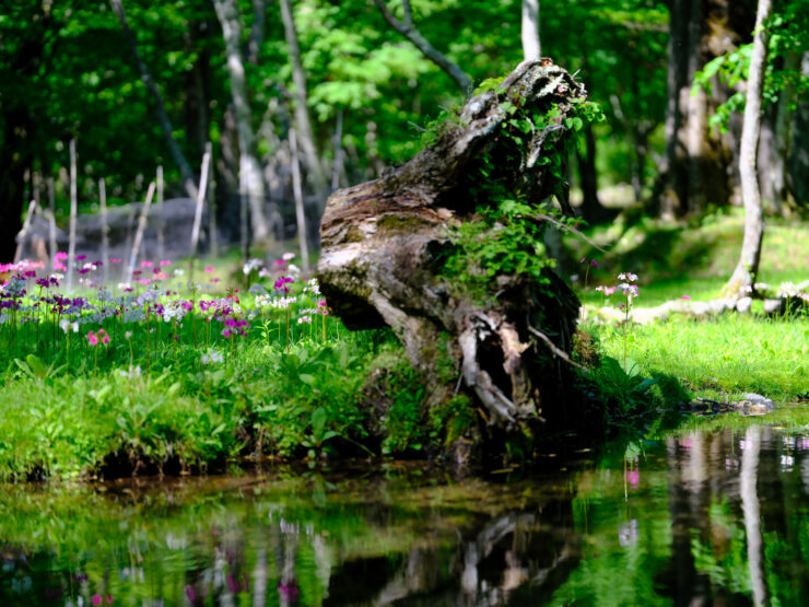 Tranquil Forest Oasis with Twisted Wood Sculpture