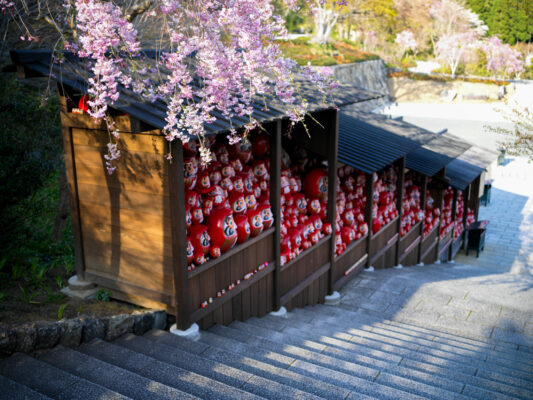 Serene Japanese shrine walkway, cherry blossoms