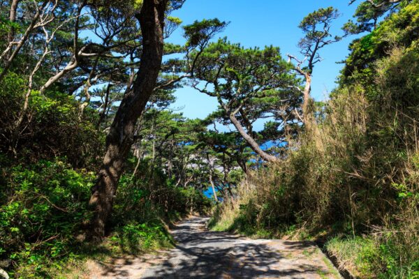 Tranquil pine forest trail, Shikinejima Island, Japan