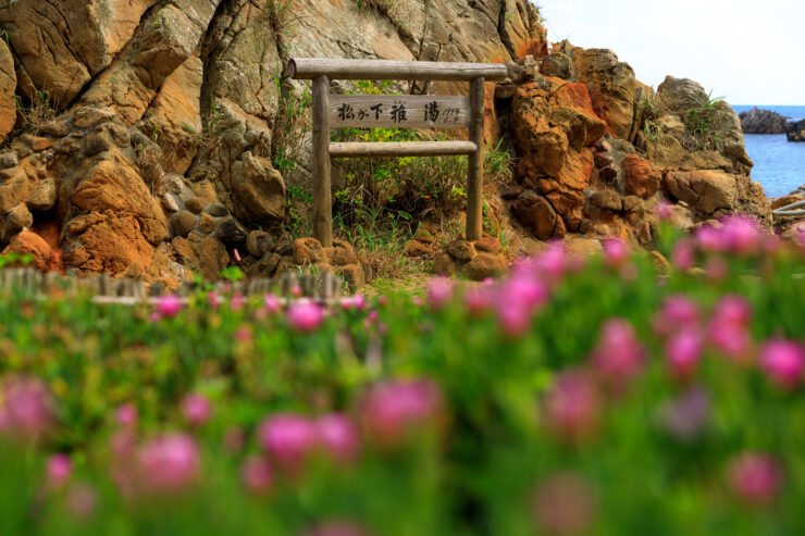 Torii gate, pink wildflowers, rugged cliffs, Shikinejima, Japan.