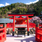 Vibrant Shinto shrine with torii gate, cherry blossoms