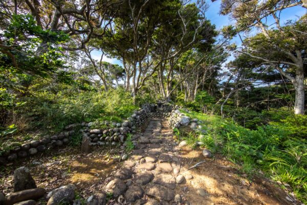 Enchanting woodland trail in lush forest canopy