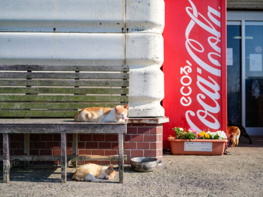 Stray cats relax by Coca-Cola urban ad.