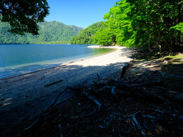 Serene lakeside forest landscape, tranquil nature getaway.