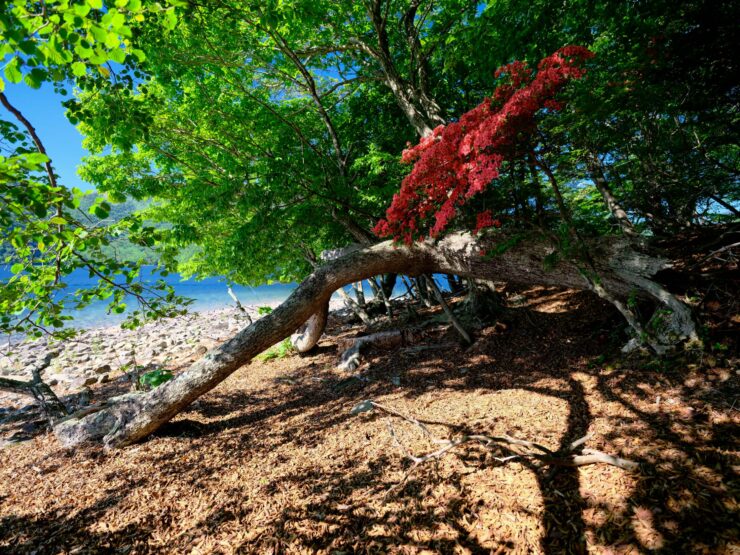 Twisted gnarled tree trunk vibrant autumn leaves.