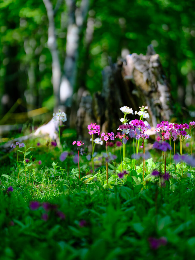 Serene Floral Oasis, Vibrant Colors, Lush Foliage