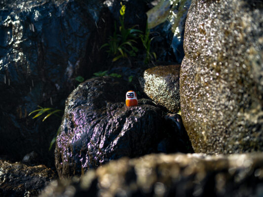 Vibrant orange songbird on rocky landscape