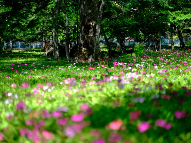 Vibrant urban wildflower garden oasis.