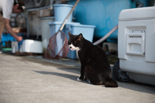 Curious cat in industrial garage setting.