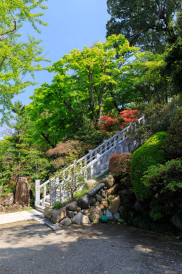 Tranquil Japanese Garden Path, Shorinzan Daruma-ji Temple