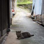 Serene Manabe-shima Alley, Tabby Cat Relaxing