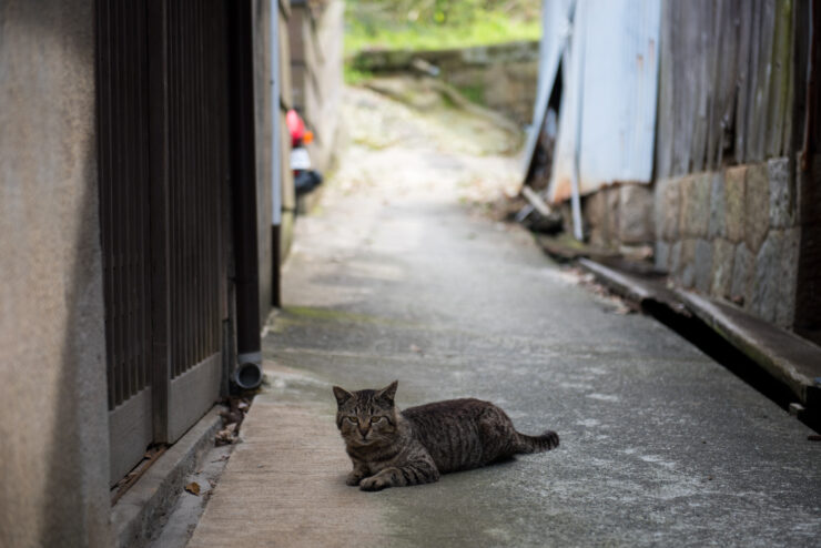 Serene Manabe-shima Alley, Tabby Cat Relaxing