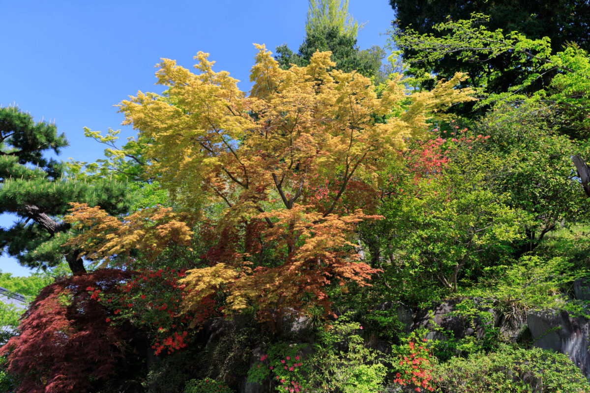 Vibrant Forested Landscape At Shorinzan Daruma-ji Temple | Offbeat Japan