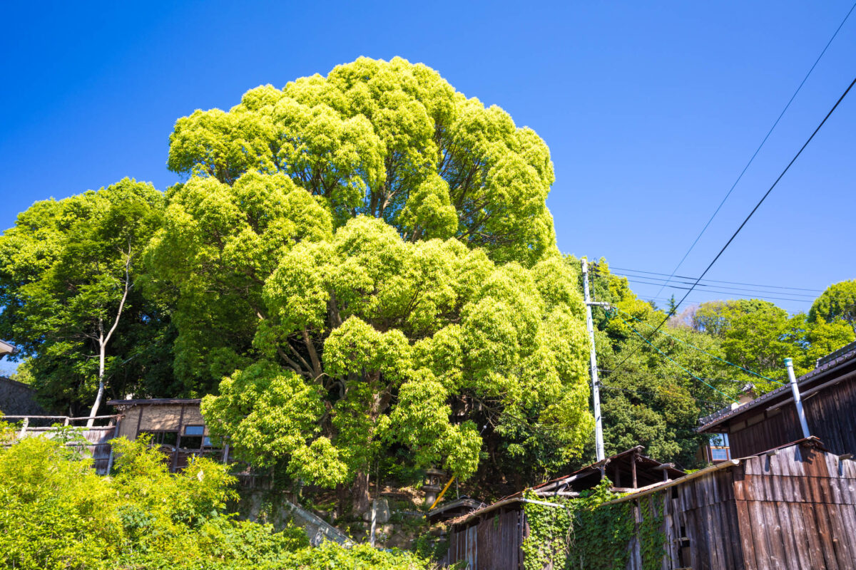 Lush Green Tree in Onomichi, Japans Literary Town