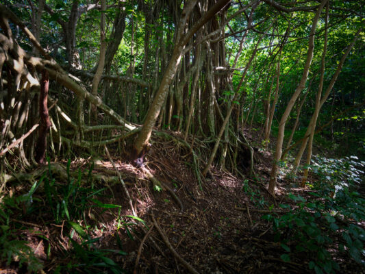 Ancient Banyan Forest Wonderland, Ogasawara Shrine