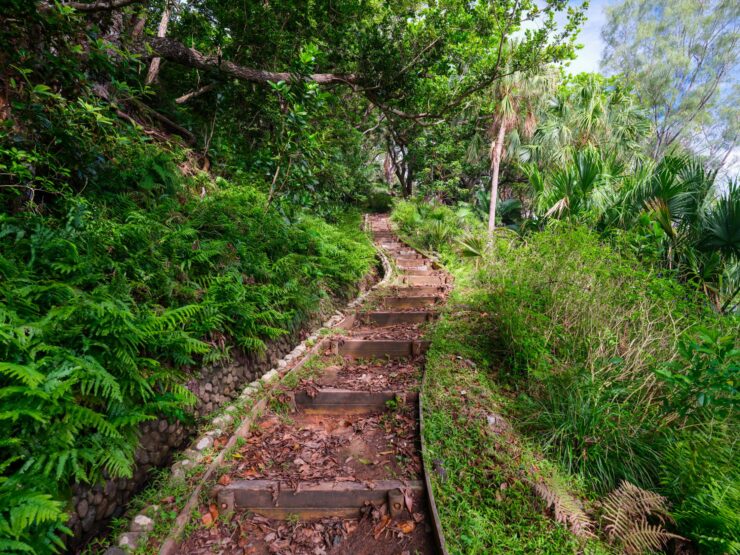 Tranquil woodland trail through verdant foliage