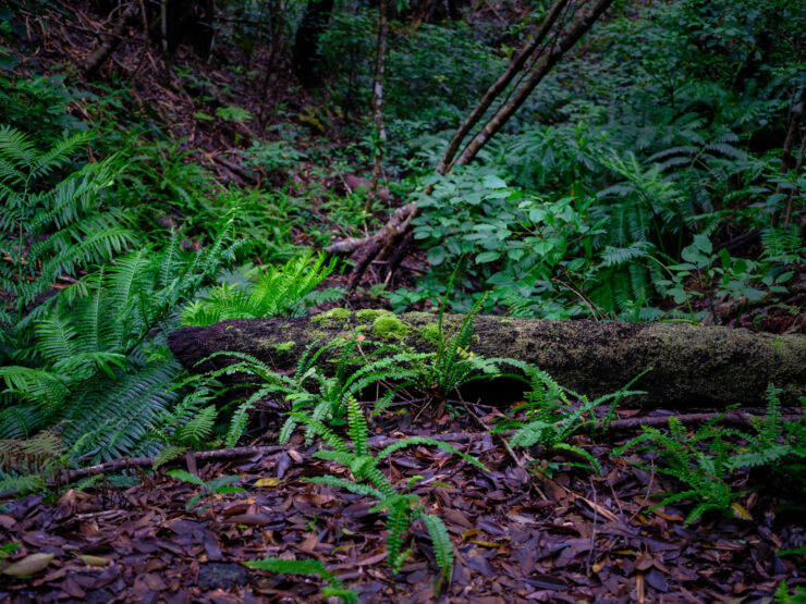 Mossy Forest Floor, Yoakeyama, Japan