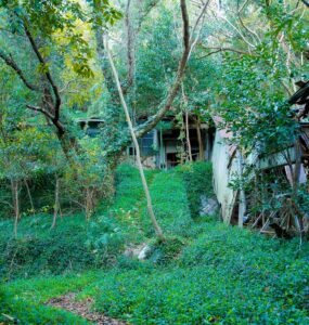 Overgrown Abandoned Smallpox Isolation Ward Sanctuary