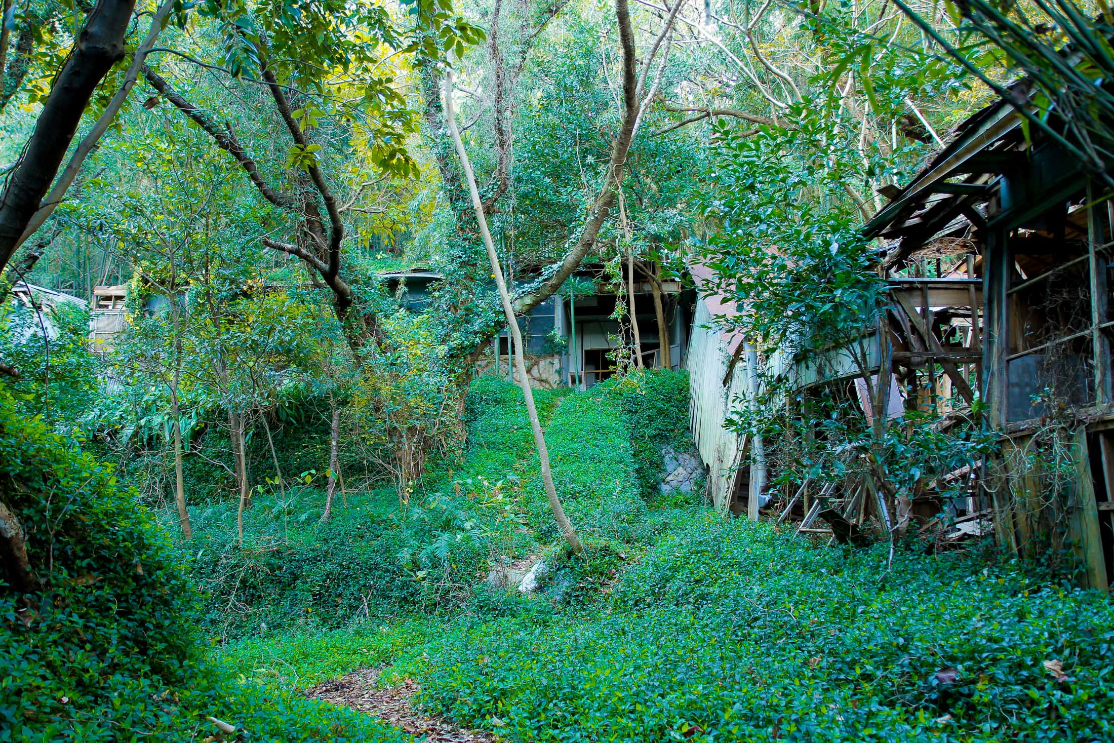 Overgrown Abandoned Smallpox Isolation Ward Sanctuary