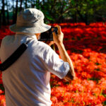 Silhouette Photographer Capturing Vibrant Red Flower Field