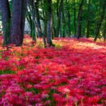 Vibrant red forest floor at Kinchakuda Manjushage Park.