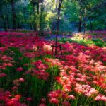Vibrant red wildflower forest trail in Kinchakuda Park.